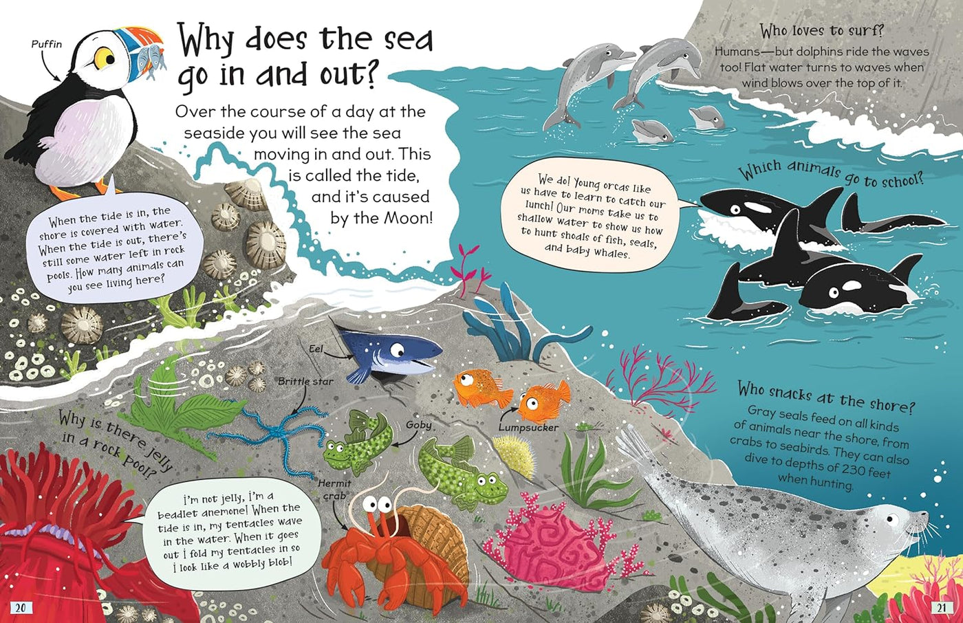 little hippo books educational question and answer about oceans